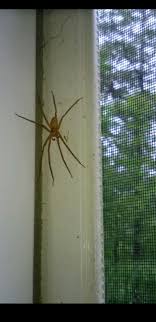 While you keep following them the footprints stop. What Kind Of Spider Is This Cape Cod Ma Found On Basement Sliding Screen Door Is It A Recluse Spiders