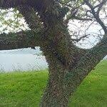 Image result for Strophanthus sarmentosus