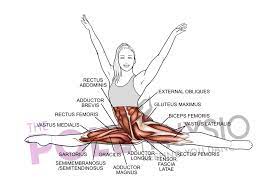 Perfect for beginners or anyone trying to get flexible legs ♡2 week splits challenge: Anatomy Of A Front Split Simone Muscat Physio