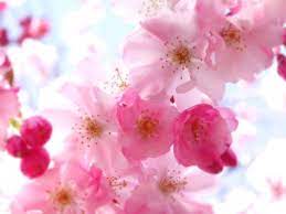 Check spelling or type a new query. 48 Big Floral Wallpaper On Wallpapersafari