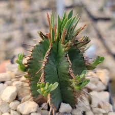 Image result for Euphorbia espinosa