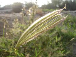 Image result for Chloris virgata