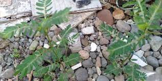 Cerita dewasa gambar hot terlengkap. Meniran Tumbuhan Liar Sang Pemelihara Imun Tubuh Yang Layak Dimengerti Klik Hijau