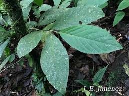 Image result for Metteniusaceae