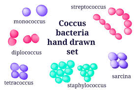 View sarcina research papers on academia.edu for free. Sarcina Photos Royalty Free Images Graphics Vectors Videos Adobe Stock