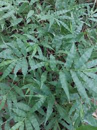 Image result for Oplismenus undulatifolius