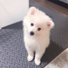 Long story short.another college student got a puppy before deciding if they actually wanted a puppy. Puppy American Eskimo Puppies For Sale Craigslist Facebook