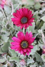 Image result for Arctotis