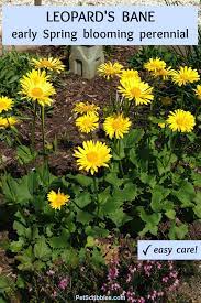 We did not find results for: Little Leo Leopard S Bane Early Spring Blooming Perennial Garden Sanity By Pet Scribbles