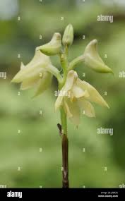 Image result for Polystachya bennettiana