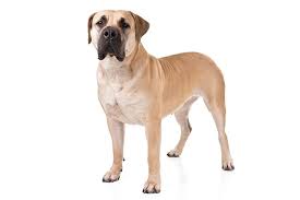 Here is a picture of them. Boerboel Dog Breed Information