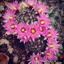 Reliable bloomer for winter doldruns in northern latitudes. Arizona Fishhook Cactus Pink Purple Flowers Pollen Spreading Bees Love Pink And Purple Flowers Purple Flowers Pink Purple