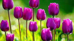 La Tulipomania La Burbuja De Los Tulipanes Jardineria On Vegetta rey y dios griego elyas la mano derecha del rey jesús el dinamitero herny la aspiradora alcalde arsilex. los tulipanes