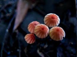 Image result for Marasmius siccus