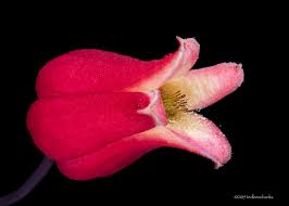 Image result for Clematis uhehensis