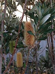Banksia Integrifolia Sentinel Now Extinct In The Wild Grown Photographed By Barbara Rix Australian Plants Australian Native Plants Australian Wildflowers