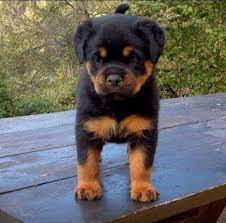 Excellent Rottweilers Info Is Available On Our Site Take A Look And You Wont Be Sorry You Did Rottweiler Puppies Dog Breeds Rottweiler Dog