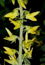 Image result for Crotalaria onobrychis