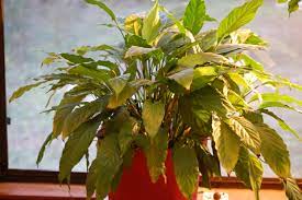 Wat is de beste peace lily fertilizer? Peace Lily Willowbatel S Blog