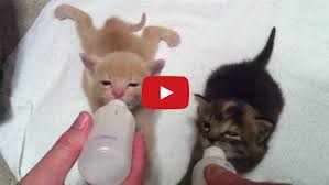 This is mia bottle feeding kitten by jeff lorenzini on vimeo, the home for high quality videos and the people who love them. These Bottle Fed Kittens Are Just Too Cute Feeding Kittens Baby Cats Kittens Cutest