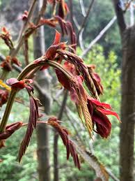 Image result for Albizia glaberrima