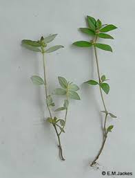 Image result for Euphorbia granulata