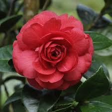 Camellia Japonica Lady Campbell Camelia Vtwonen Bloemen Tuinieren Tuin