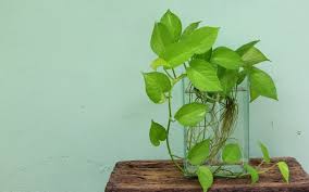 Provider of money plant decoration sort of design drawing house plants. Best Indoor Plants In Pakistan For Your Homes Zameen Blog