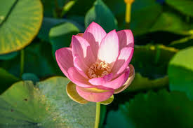 Image result for Lotus discolor