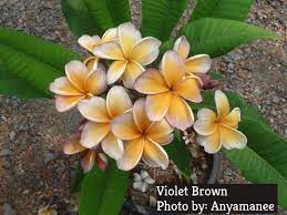Violet Brown Plumeria Twisted Tropical Nursery Plumeria Flowers Flower Pot Design Plumeria Flowers Plumeria
