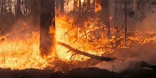 50 soldados de la fuerza de despliegue rápido (fudra) del ejército viajaron a la zona apoyar el trabajo. Efectos De Incendios Forestales En El Agua Fluence