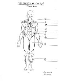 For a variety of reasons, you tend to use the muscles on the front side of your body more. The Muscular System Coloring Pages Coloring Home