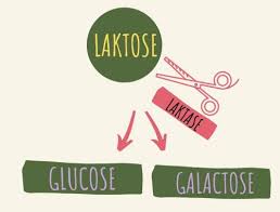 Laktoseintoleranz Ein Plan Der Natur Warum Es Keine Krankheit Ist Und Was Im Korper Passiert Mantra Of Balance Ganzheitliche Gesundheit Vom Darm Bis Zur Seele