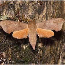 Image result for Disperis virginalis