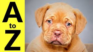Maybe you would like to learn more about one of these? Animals In English Vocabulary For Kids Babies Children Learn All Animal Species A To Z Youtube