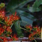 Image result for Combretum paniculatum