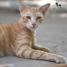 ‪Help Street Cats: An expert's guide to taking care of street cats‬‏