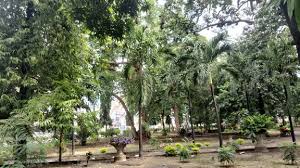 Image result for Rauvolfia mombasiana