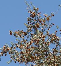 Image result for Combretum hereroense