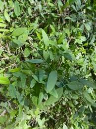 Image result for Salvadoraceae