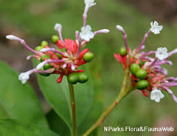 Image result for Rauvolfia afra