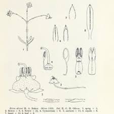 Image result for Erica pleiotricha