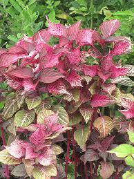 Image result for Iresine