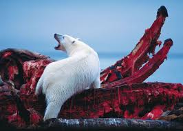 Polar Bear And Its Feast Bowhead Whale Polar Bear Polar