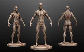 Human male anatomy model with internal organs with 4k textures. Male Anatomy Ecorche 3d Model Body Anatomy Human Anatomy Model Anatomy