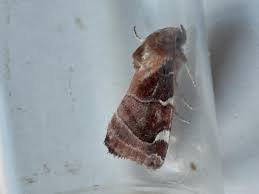 Image result for Cosmia diffinis