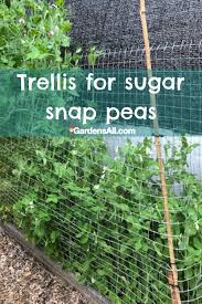 Gently firm the soil around the seedling and water well at the base of the plant to help settle the soil around the plant roots. Trellis For Sugar Snap Peas And Bush Beans Gardensall