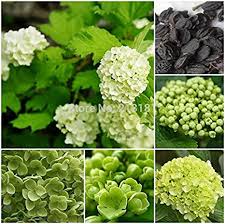 Maybe you would like to learn more about one of these? Sementi Di Fiori Di Ortensia Verde Semi Di Qualita 100 Pezzi Piantare I Semi Amazon It Giardino E Giardinaggio