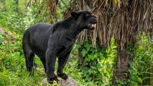 Weitere ideen zu schwarzer panther, panther, superhelden. Schwarzer Panther Zahne Tierwelt 1920x1200 Hd Hintergrundbilder Hd Bild
