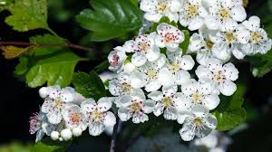 Hawthorn is a flowering shrub or tree of the rose family. Midland Hawthorn Crataegus Laevigata Woodland Trust